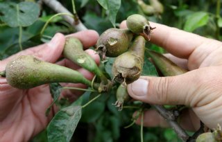 Fruittelers krijgen maar 85 procent van hagelschade uitgekeerd