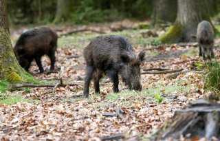 Afrikaanse varkenspest bij wild zwijn vlakbij Frankfurt