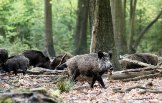 Geen Afrikaanse varkenspest meer in Sardinië en Zweden