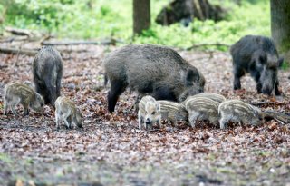 Italië en Polen krijgen geen grip op Afrikaanse varkenspest