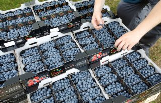 Albert Heijn haalt blauwe bessen uit de schappen vanwege hepatitis A