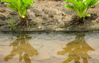 Akkerbouwers vrezen financiële gevolgen wateroverlast