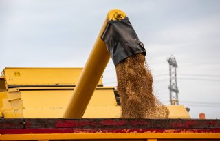 Herberekening beginvoorraad zorgt voor groter tarweaanbod