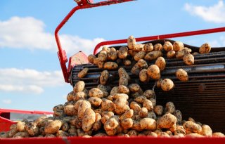 Meer aanbod dan vraag funest voor vrije aardappelmarkt