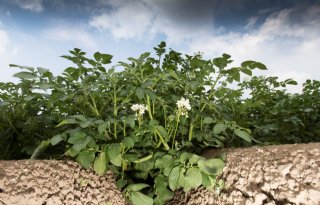 Aardappeloogstraming Roemenië daalt onder de 15 ton per hectare