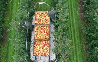 Fruittelers verwachten minder peren, appeloogst vrijwel gelijk