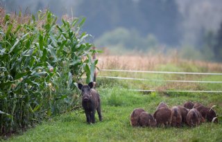 Afrikaanse varkenspest breidt verder uit naar zuiden van Duitsland