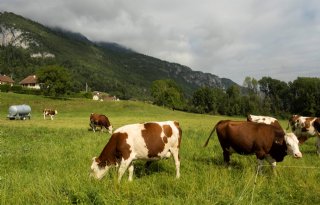 Virusziekte EHD rukt met besmetting in Zwitserland op naar noorden