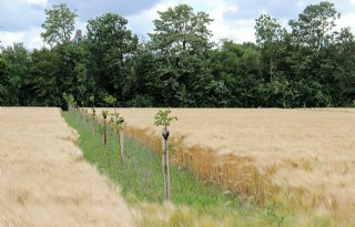 Agroforestry biedt sector nieuwe opties