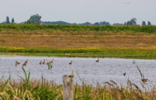 Weidevogelorganisaties Friesland willen verruiming predatiebeheer