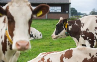 Lactalis Leerdammer verhoogt melkprijs met 1,94 euro