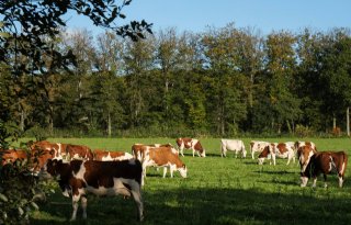 WUR: ministerie moet boeren helpen met afdekken risico's bij omschakeling