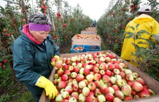 NFO roept Kamerleden op in actie te komen voor fruitteelt