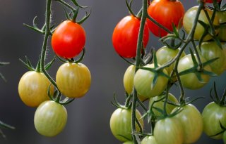 Zorgen over beschikbaarheid uitgangsmateriaal, groente en fruit