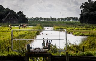 Tweede Kamer vraagt om onderzoek naar rol vernatting bij blauwtong