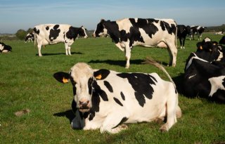 NAJK: 'Mestaanpak kabinet biedt jonge boeren onvoldoende perspectief'