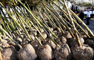 Gelderse ent-robot moet zorgen voor meer levensvatbare planten