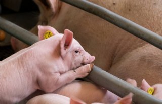 Varkensgeneticabedrijven Hypor en Danish Genetics gaan fuseren