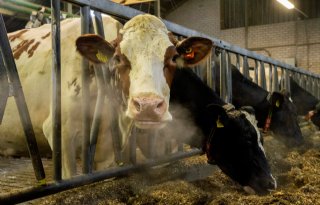 Staldeuren boerderij De Lutte beklad en koeien naar buiten gelaten