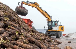 Sensus tevreden over goede kwaliteitscijfers in cichoreicampagne