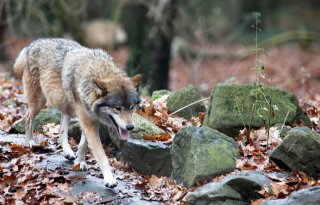 Gelderland wil nog dit voorjaar probleemwolf kunnen afschieten