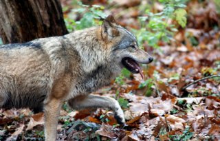 In drie maanden tijd 65 meldingen van wolvenschade bij vee