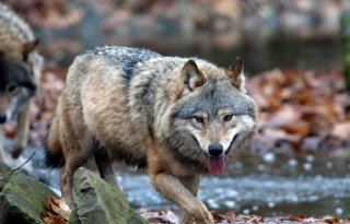 Duitsland gaat probleemwolven in hele land eerder afschieten