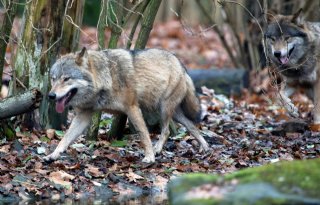 Wolvenaanvallen nemen toe, groei roedels vlakt af