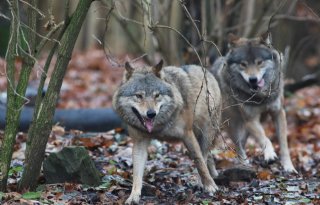 BBB en VVD: 'Zuid-Holland is geen habitat voor de wolf'