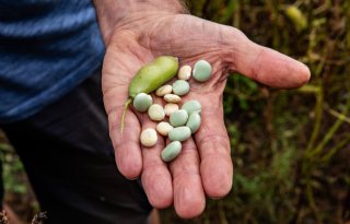 Landelijke actie moet consumptie van peulvruchten boost geven