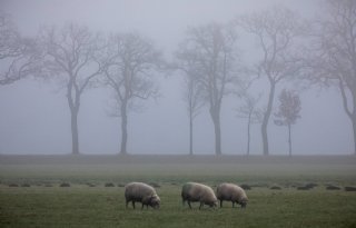 Tijdelijke subsidie voor wolfwerende maatregelen in de Achterhoek