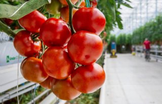 Boetes voor maken niet-toegelaten middel tegen ToBRFV