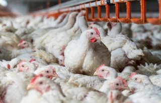 International Poultry Congres: dierhouderij essentieel voor voedselvoorziening