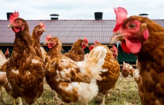 Herinvoering ophokplicht door vogelgriep Renswoude