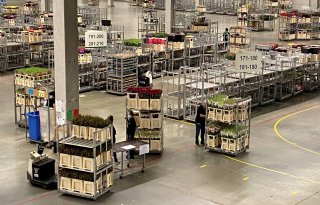 Nederlandse bloemen- en plantenexport krimpt met 4 procent