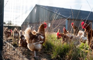 Biologische veehouderij heeft kantelpunten al binnen