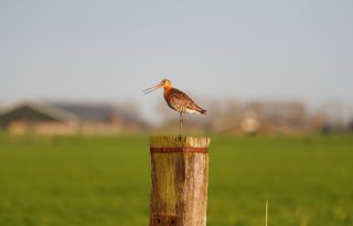 Aantal boerenlandvogels neemt af met 45 procent, ondanks agrarisch natuurbeheer