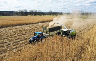 'Rendement miscanthus beter dan van mais'