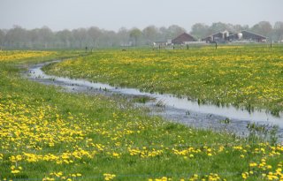 Melkveehouderij extensiveren vereist maatwerk per bedrijf