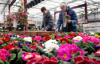 Geen illegale middelen aangetroffen op Nederlandse tuinplanten