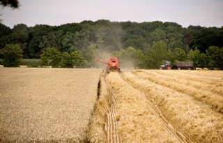 Duitse boerenbond wil nieuw beleid voor kwaliteitstarwe