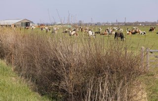 Agrarische collectieven kunnen samen meedoen met subsidie voor landschapselementen