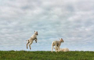 Moties over dierenwelzijn wekken verbazing