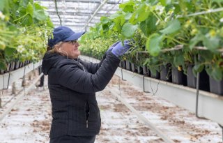 Glastuinders moeten lekkages beperken en voorkomen