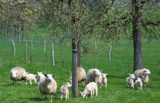 'Wacht met naweiden schapen tot koude dagen'