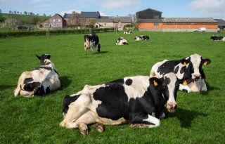 Nieuw grondwetsartikel over dierenwelzijn stuit op kritiek in België