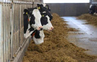 Vakbond voor Dieren maakt dertien video's over koeientaal