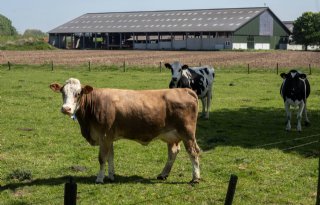 Veel stoppende rundvee- en varkenshouders in Duitsland