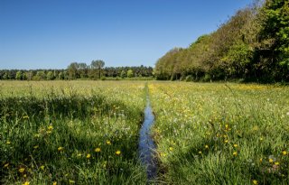 Bijna 1.500 melkveehouders proberen kruidenrijk grasland