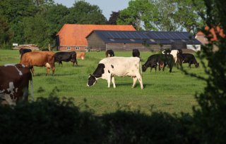 Directeur ZuivelNL: 'Onderzoek bereikt de melkveehouder lang niet altijd'